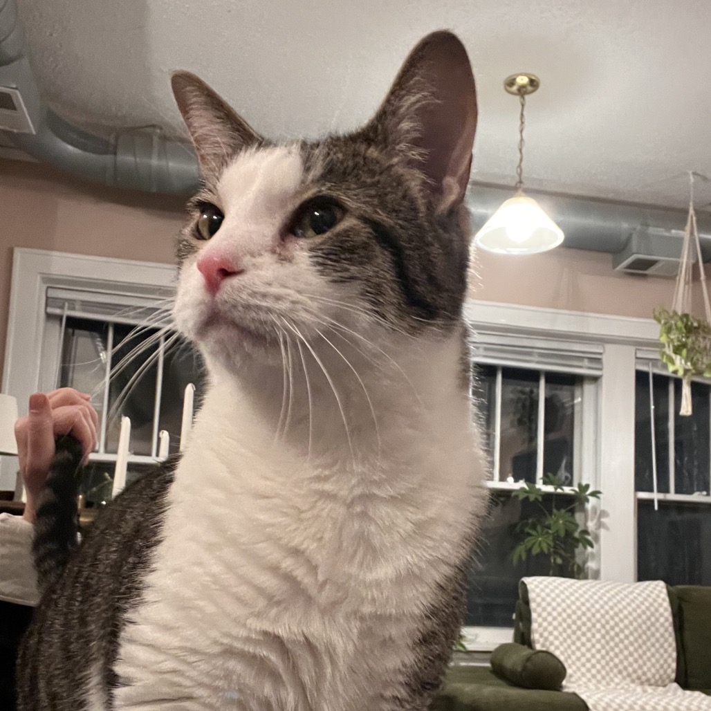 Carmie — thumbnail 4