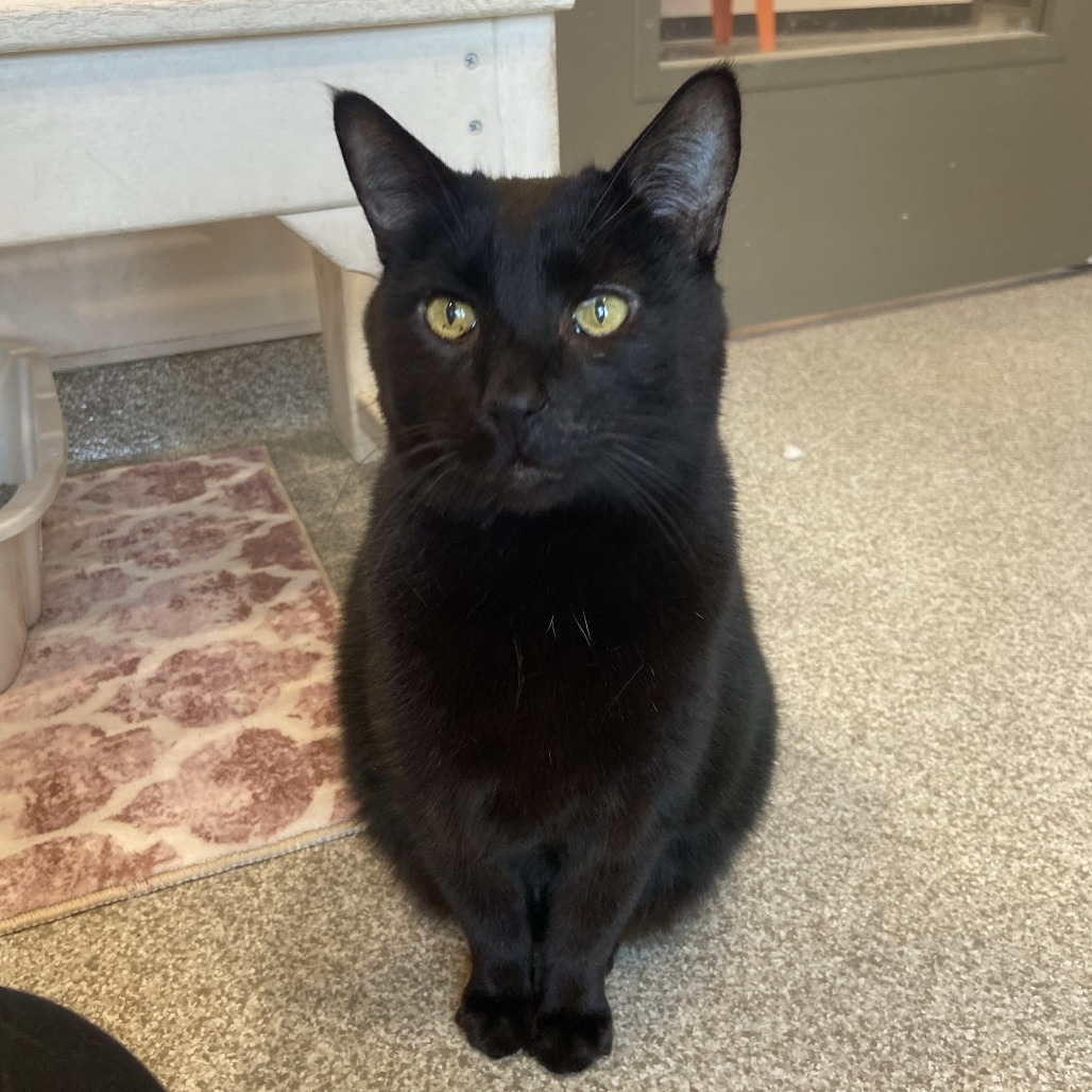 FLETCHER - Domestic Shorthair available for adoption