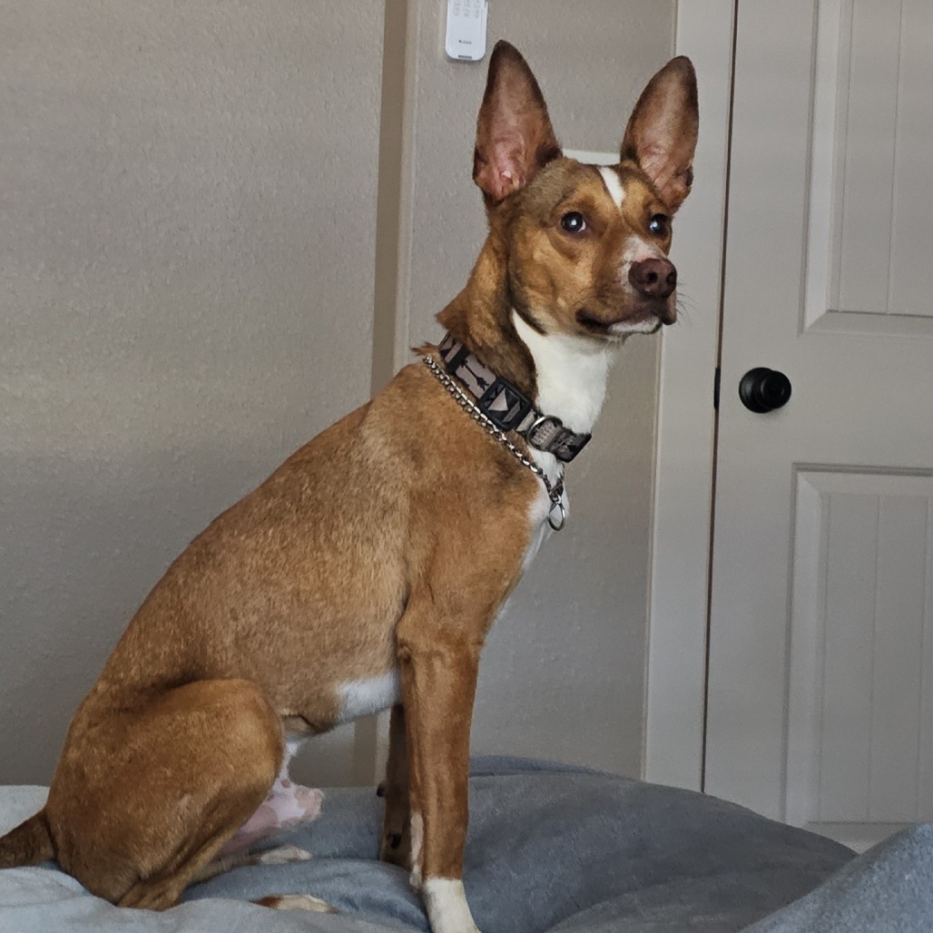 GIBLET — thumbnail 2