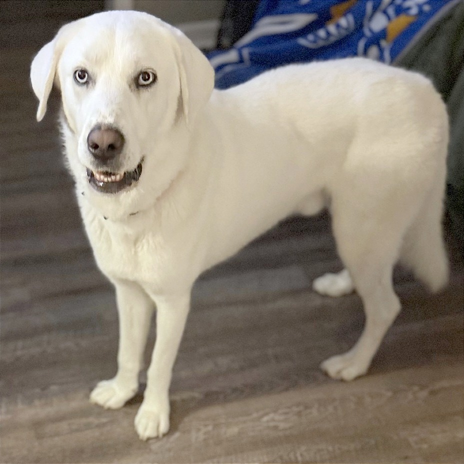 GOOFY — thumbnail 7