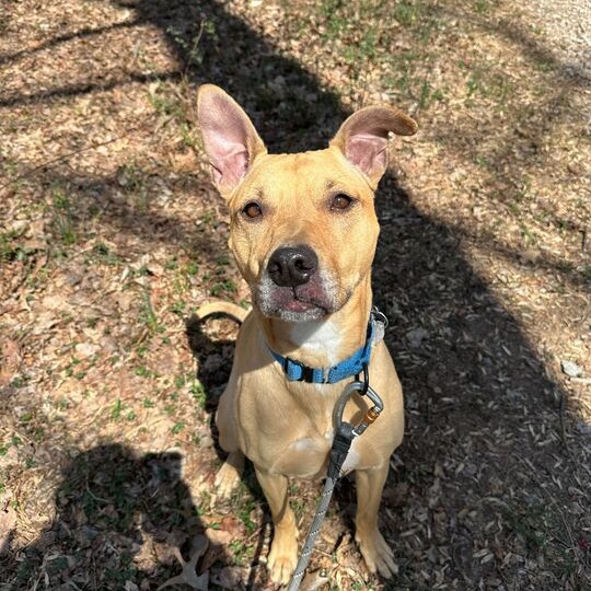 Nala — thumbnail 4