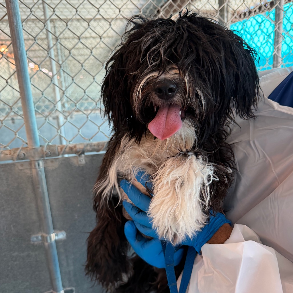 OREOANA - Terrier / Mixed Breed (Medium) available for adoption