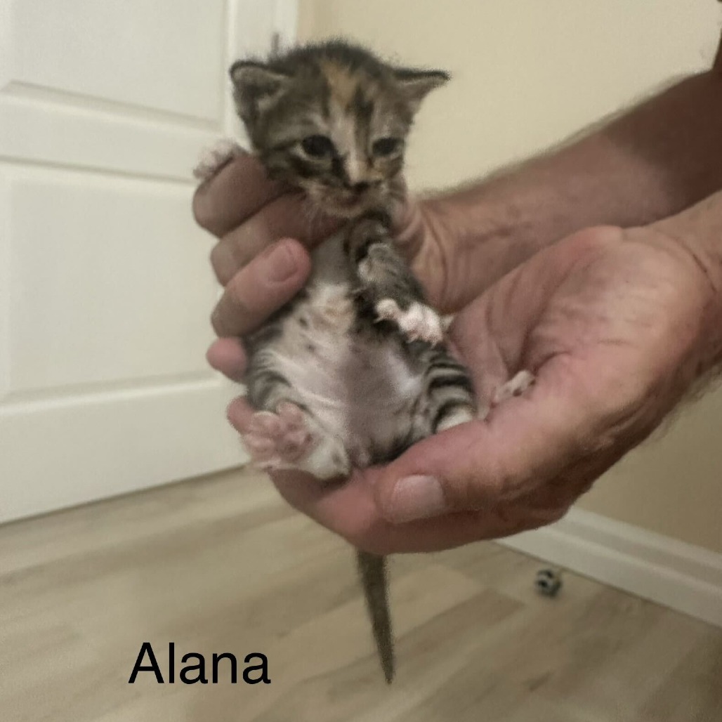 Alana