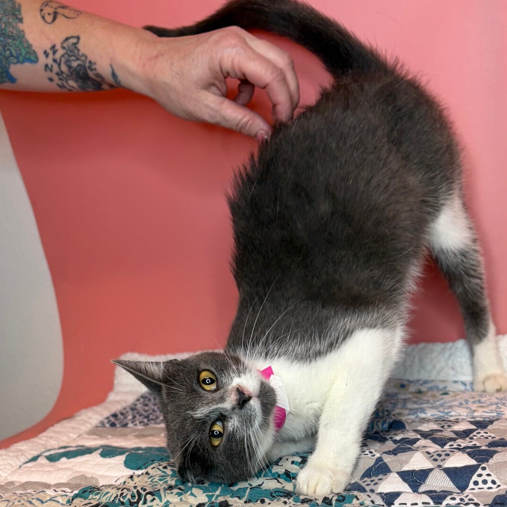 MAEVE - Domestic Shorthair / Russian Blue available for adoption