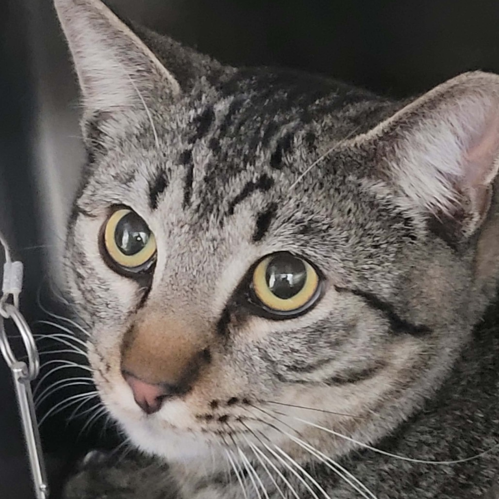 ELFIE - Domestic Shorthair for adoption in Henderson