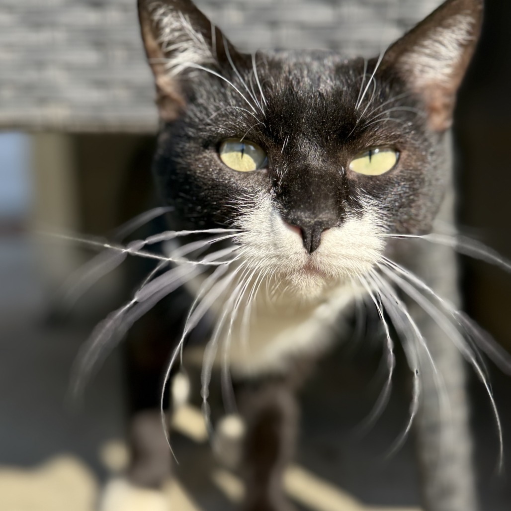 BATMAN - Domestic Shorthair available for adoption