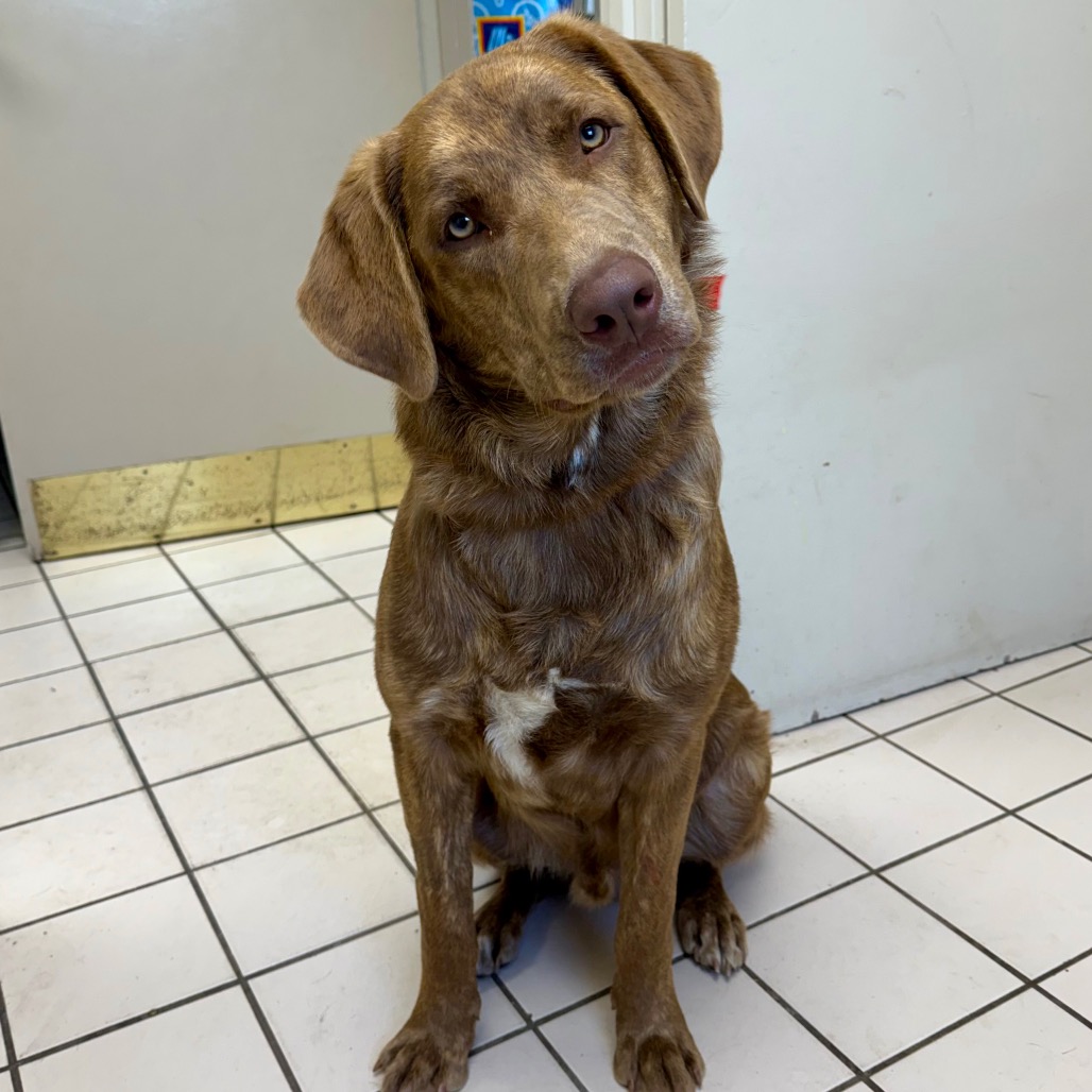  Photo of TUSC-Stray-83772