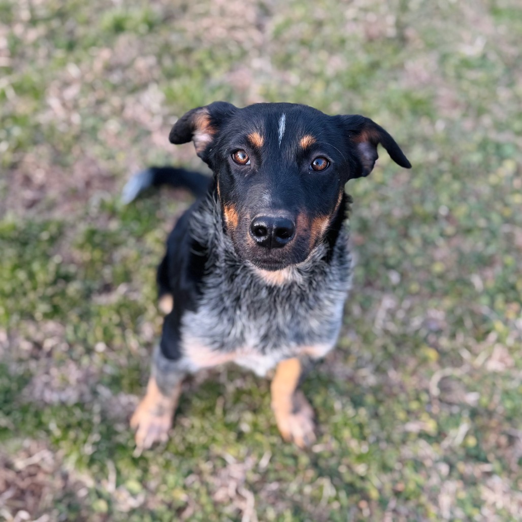 Honeysuckle — thumbnail 4