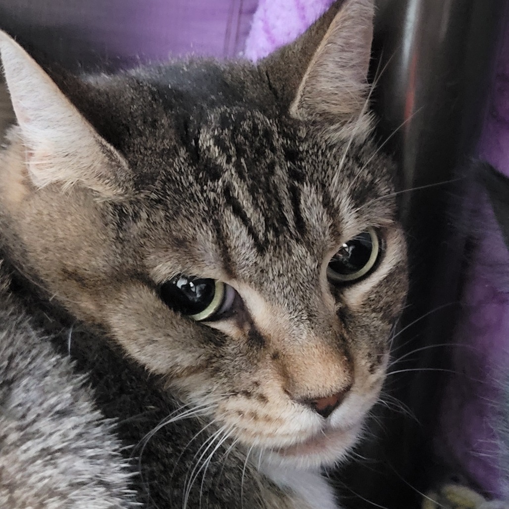DAISY - Domestic Shorthair available for adoption
