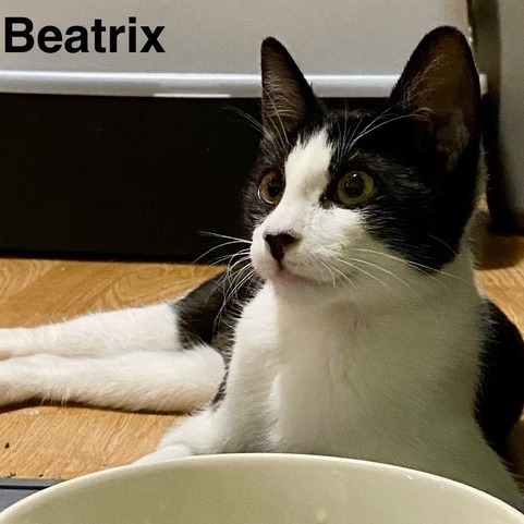 Beatrix, photo 2