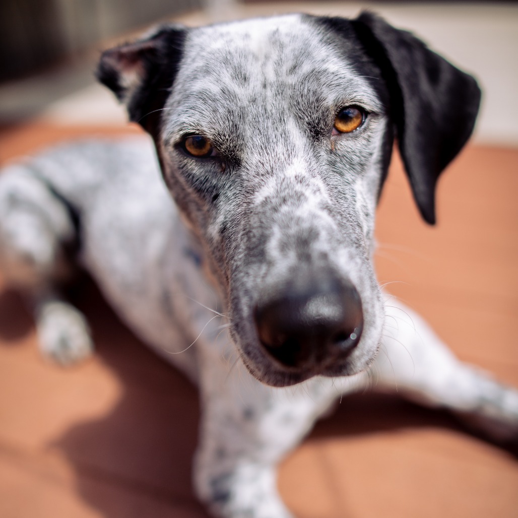 KAHLO - Catahoula Leopard Dog / Hound for adoption in Vancouver