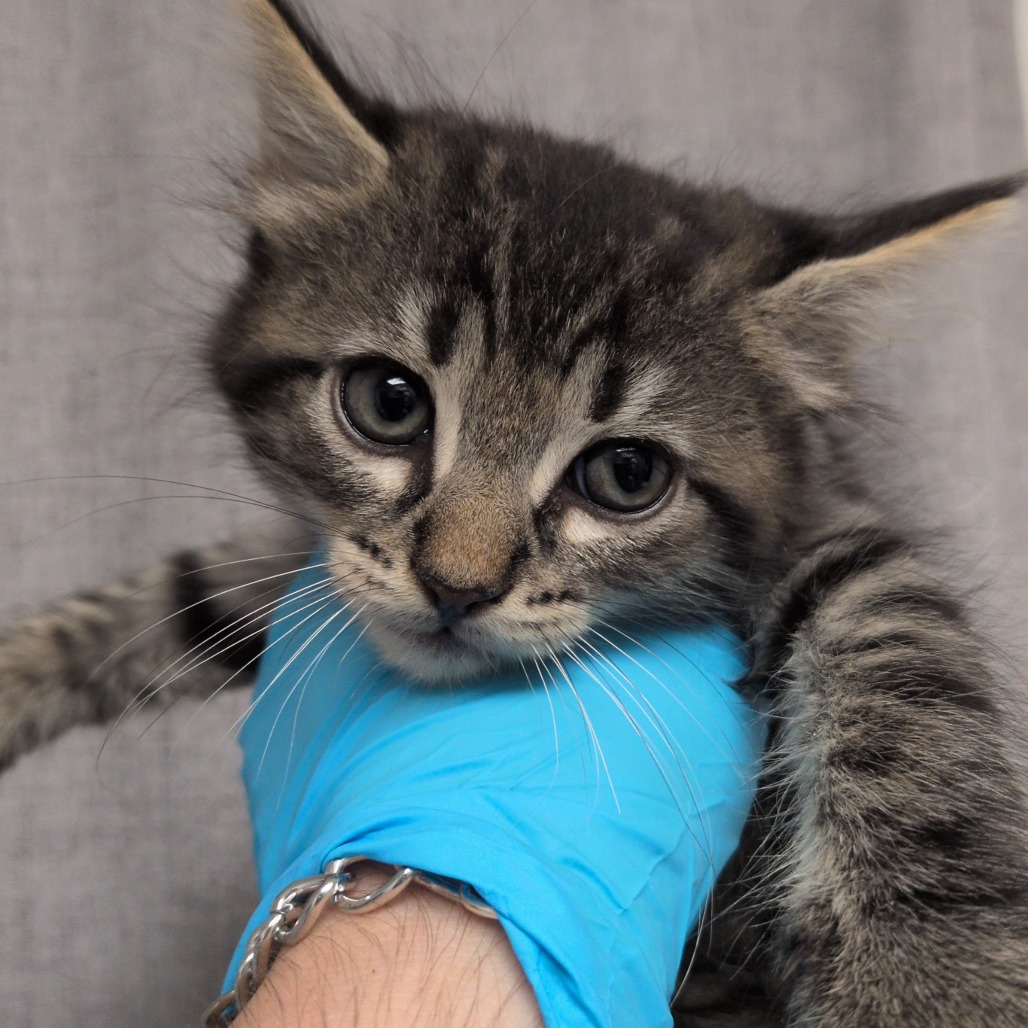 COFFEE, NO SUGAR - Domestic Medium Hair available for adoption