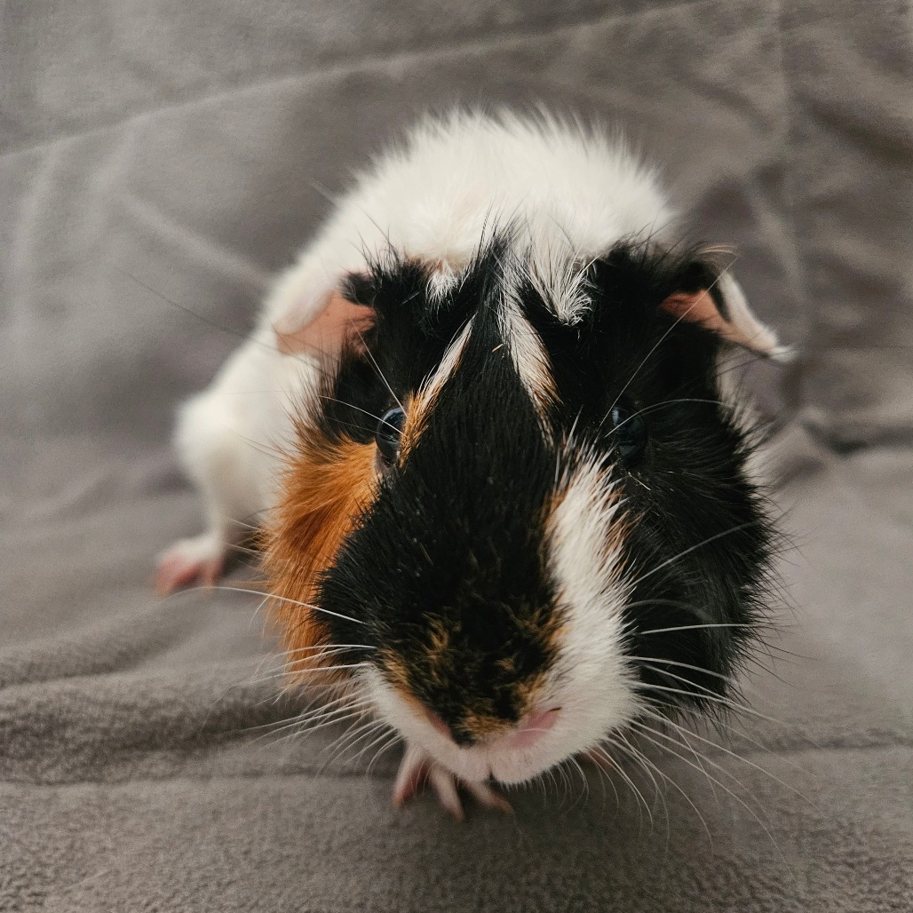 Bean, photo 3