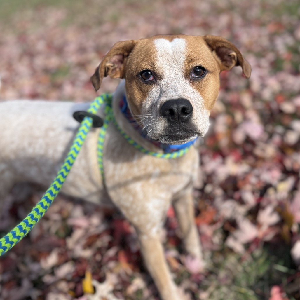 Wildflower / Roxy photo