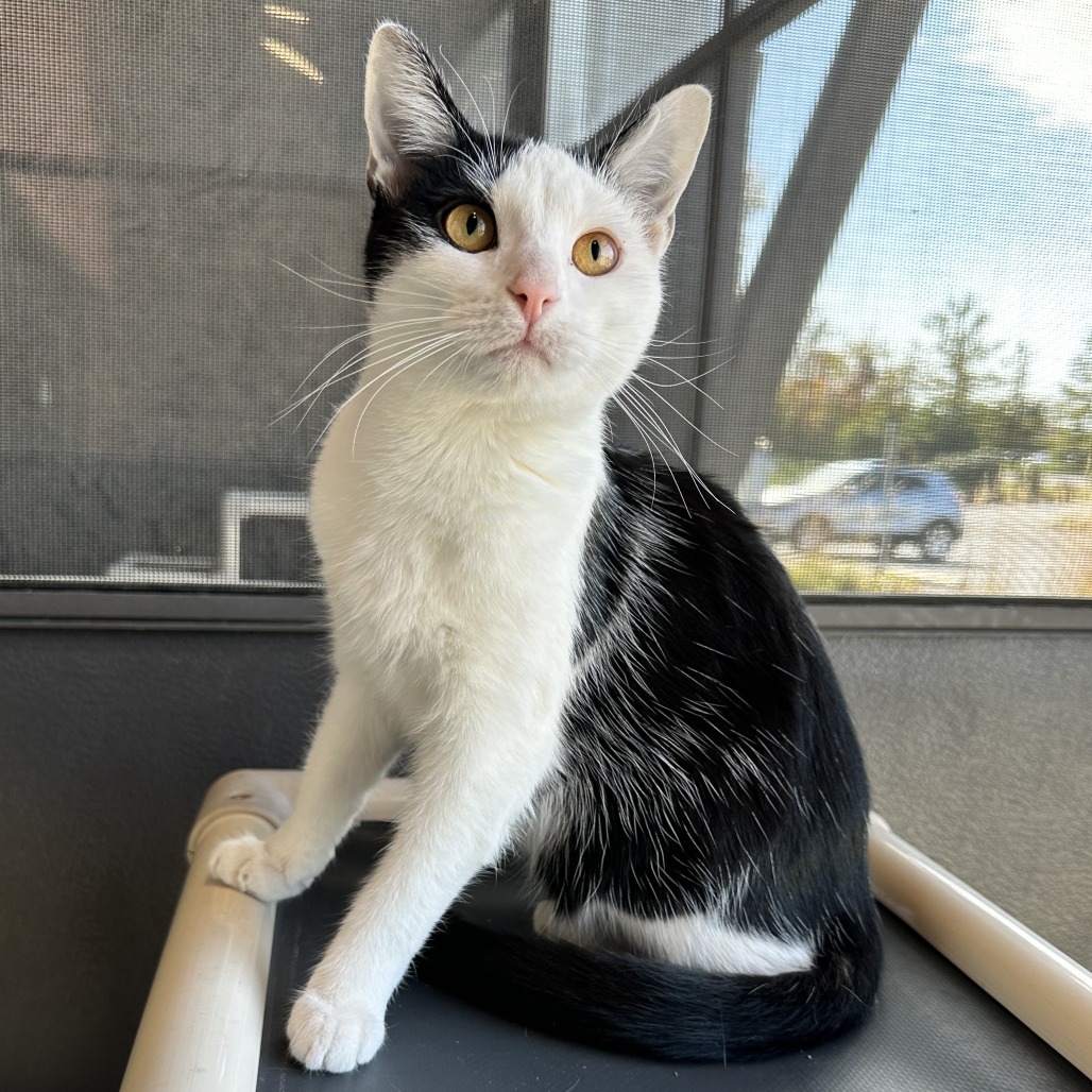 DAWN - Domestic Shorthair available for adoption