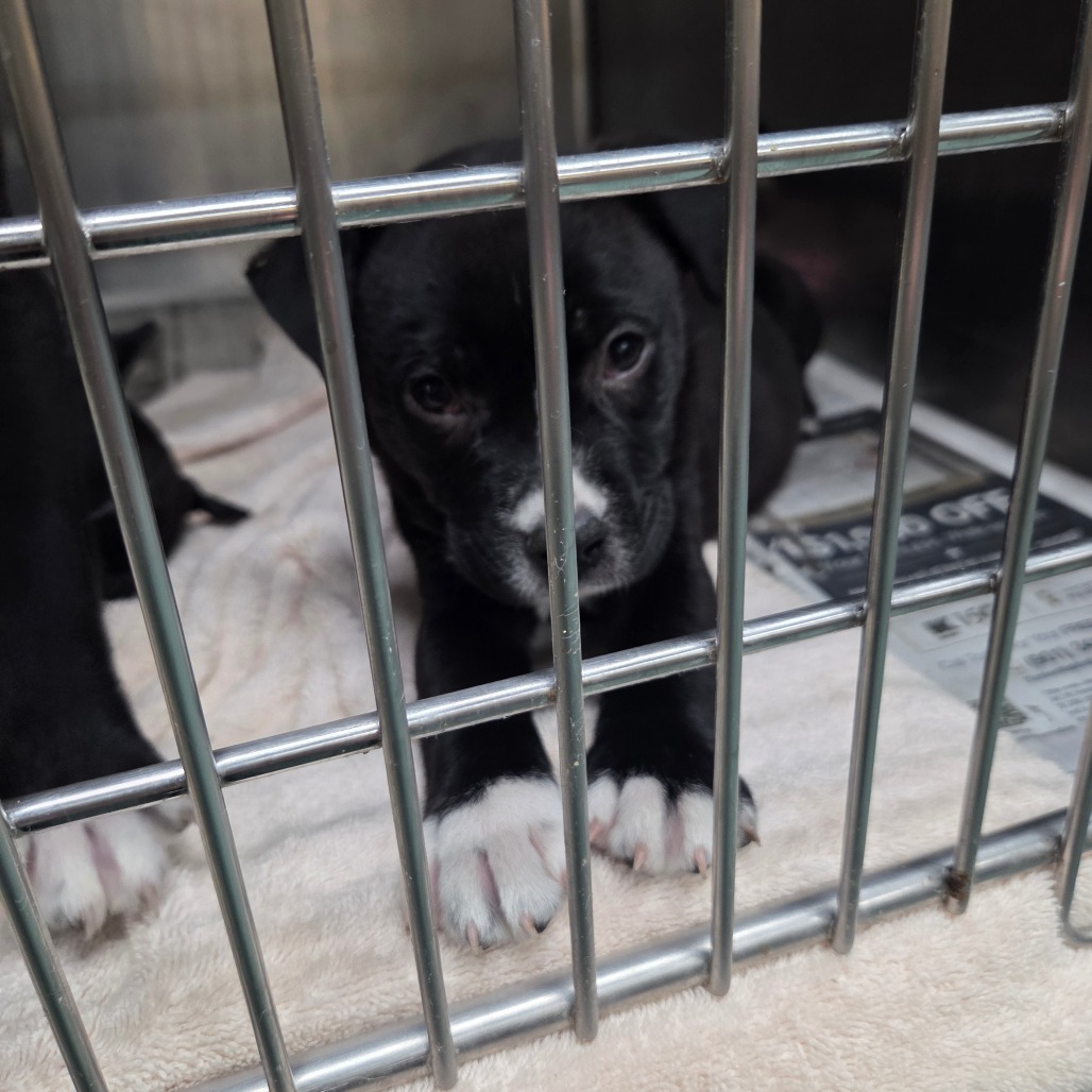 WOOKIE — thumbnail 4