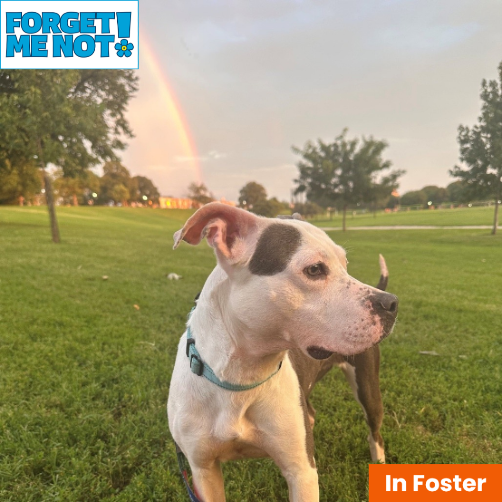 ELLIE - Terrier / American Pit Bull available for adoption