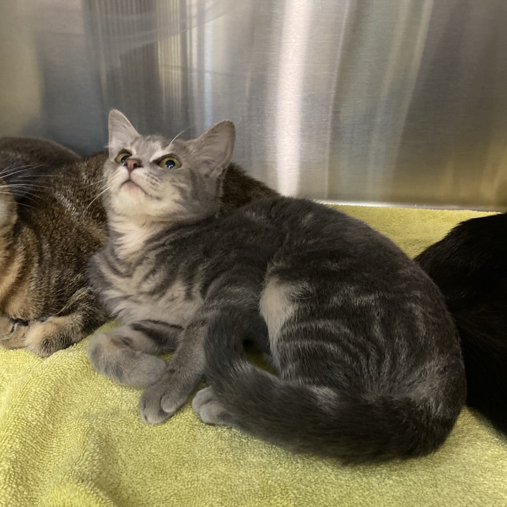 GREYHOUND - Domestic Shorthair available for adoption