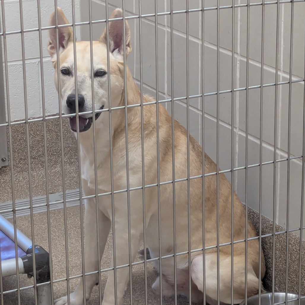 FRANKENSTEIN - Shepherd / Mix available for adoption