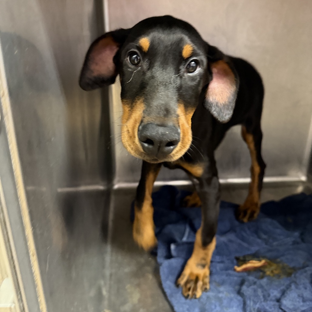 Doberman Pinscher
