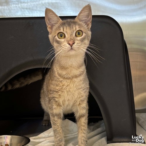 BRANDY - Domestic Shorthair available for adoption