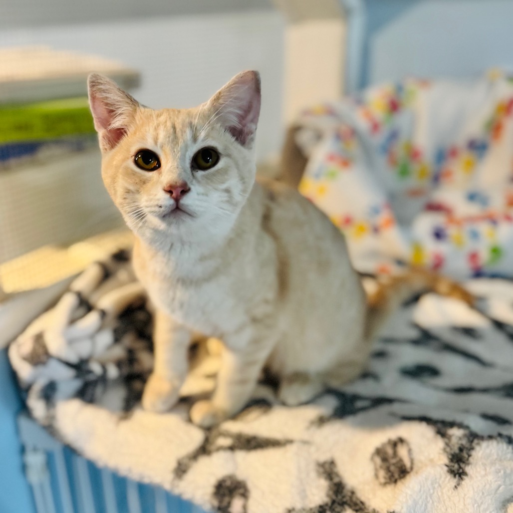 Swish — thumbnail 3