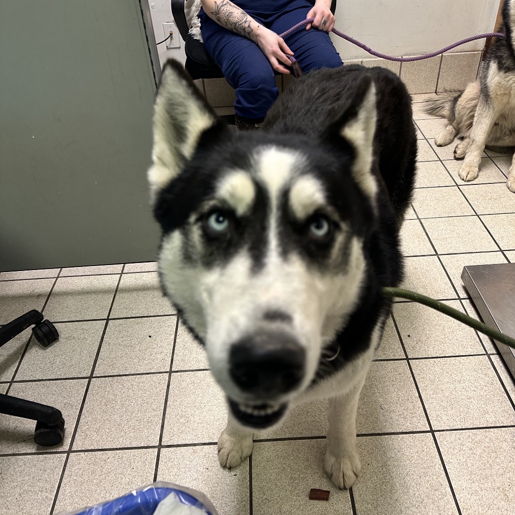 Canada's Shane Hollander — thumbnail 2