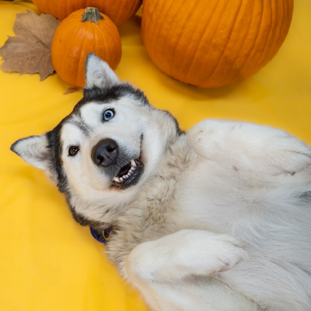 Leah  the Dog