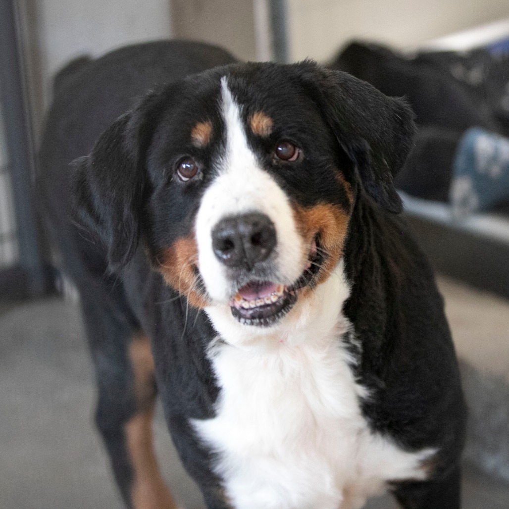 DIXIE (AG26-50) - Bernese Mountain Dog / Mix available for adoption