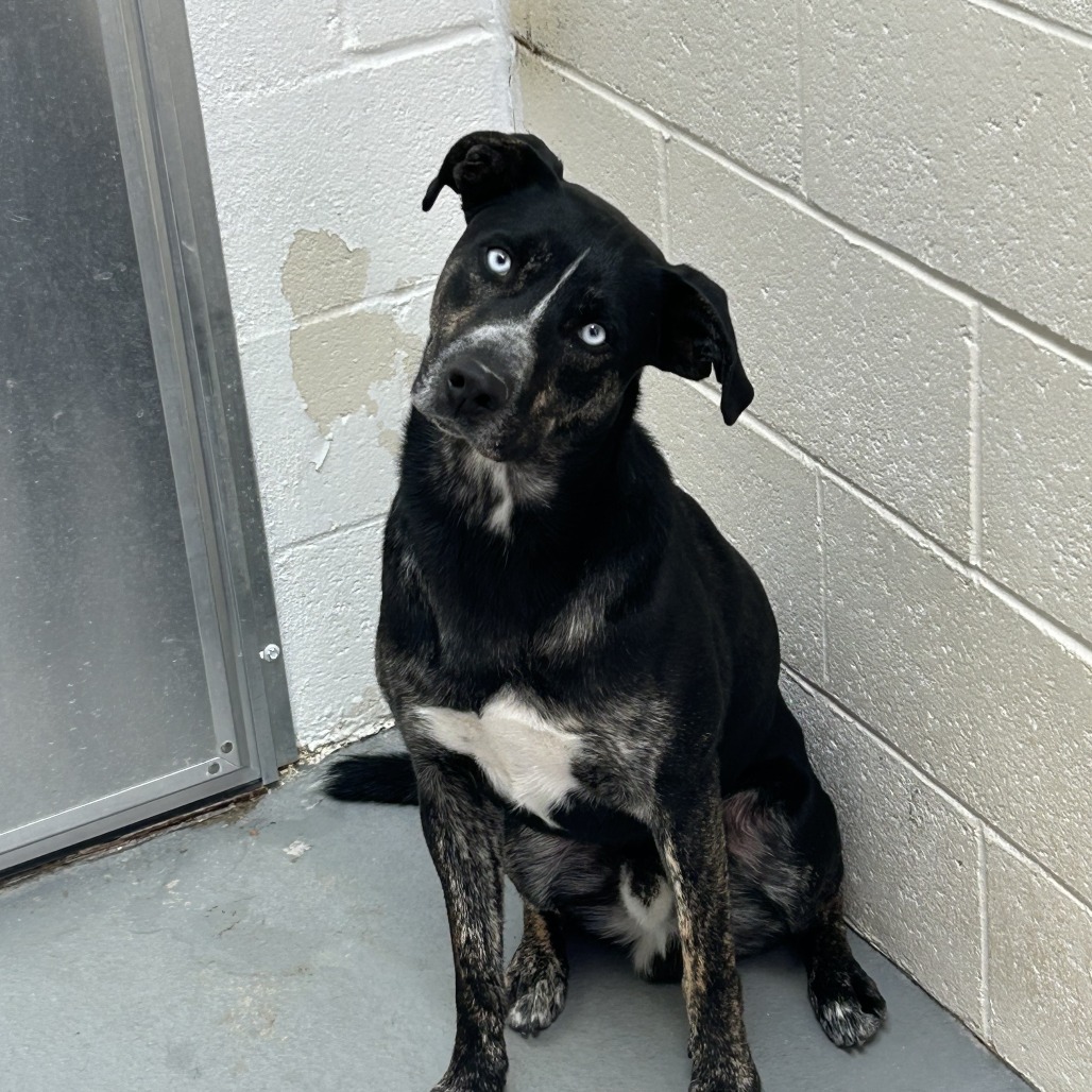 Frank   aka Mr Sinatra, adoptable at Endless Pawsibilities
