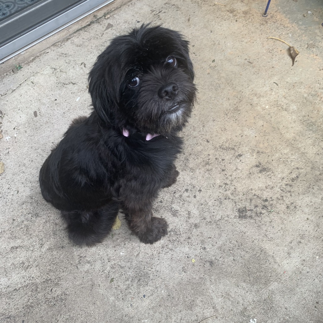 Frodo, photo 4
