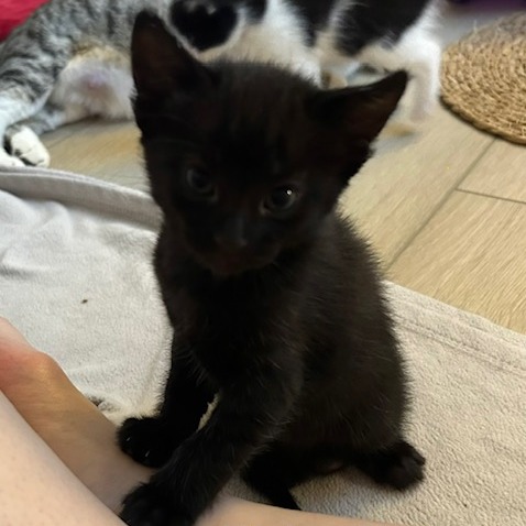 BABY BAT