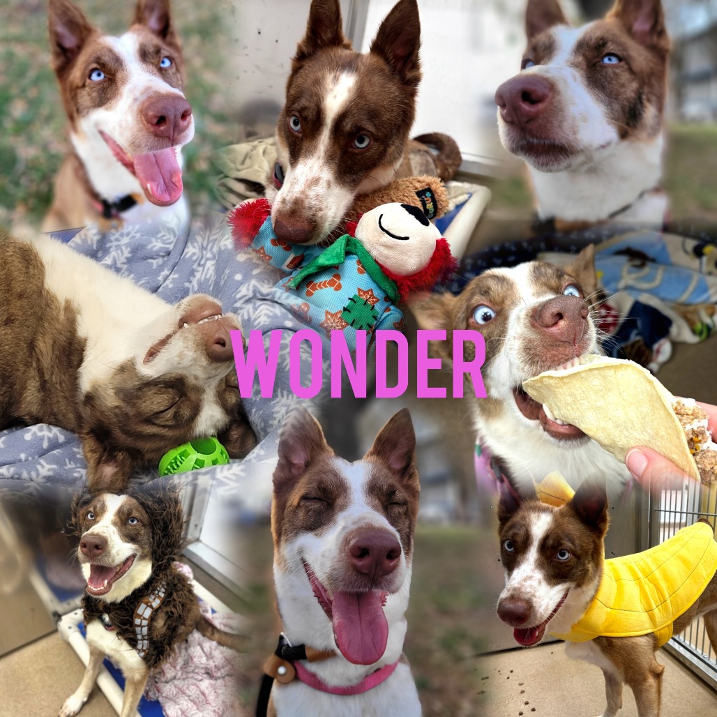 Wonder photo 22