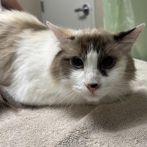 Andromeda: Female 22 Domestic Medium Hair