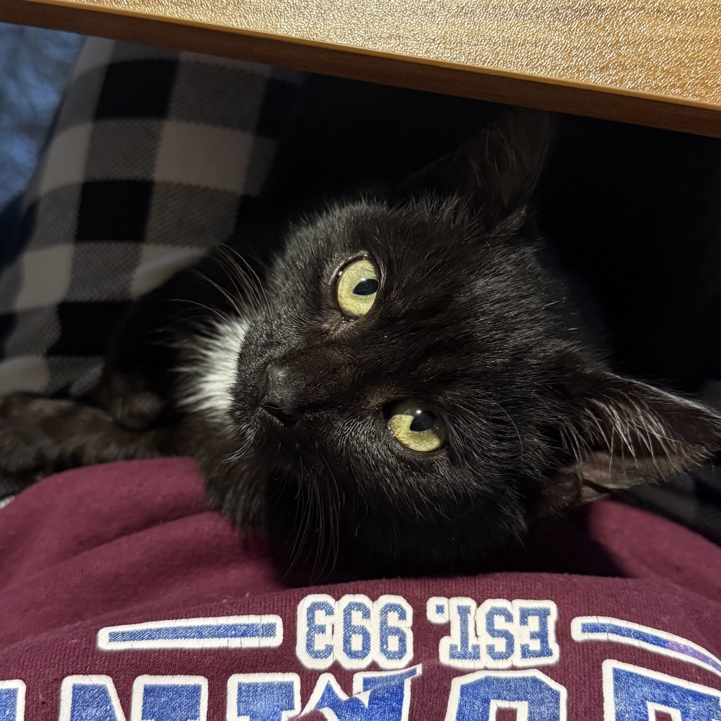 Oreo — thumbnail 3