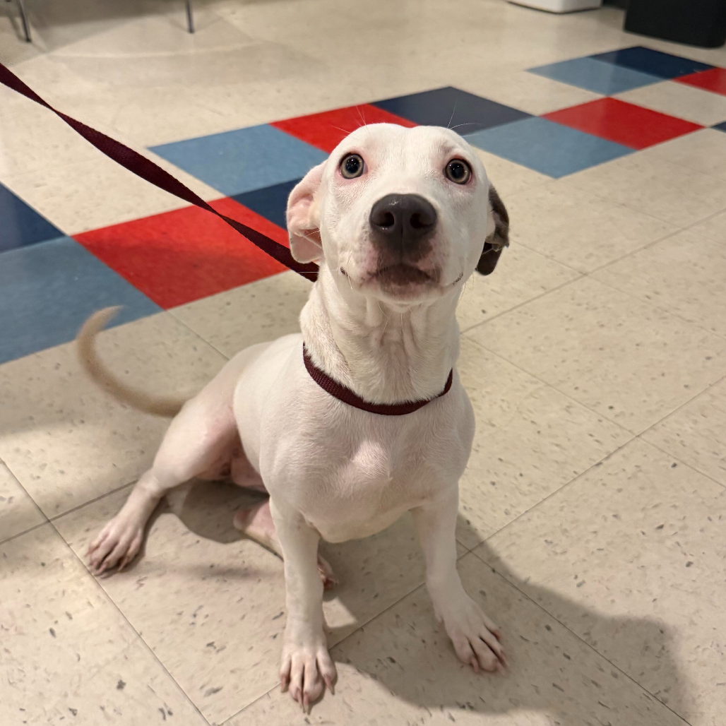 WHALE SHARK - Terrier, Pit Bull / Dachshund, Standard Smooth Haired available for adoption