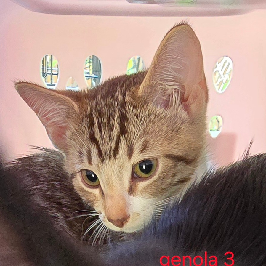 AARON AKA GENOLA - Domestic Shorthair available for adoption
