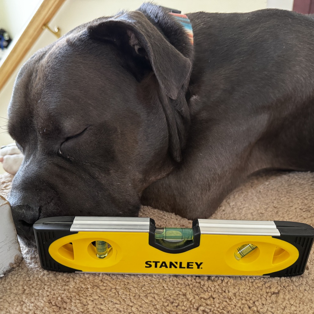 Photo of Stanley 9
