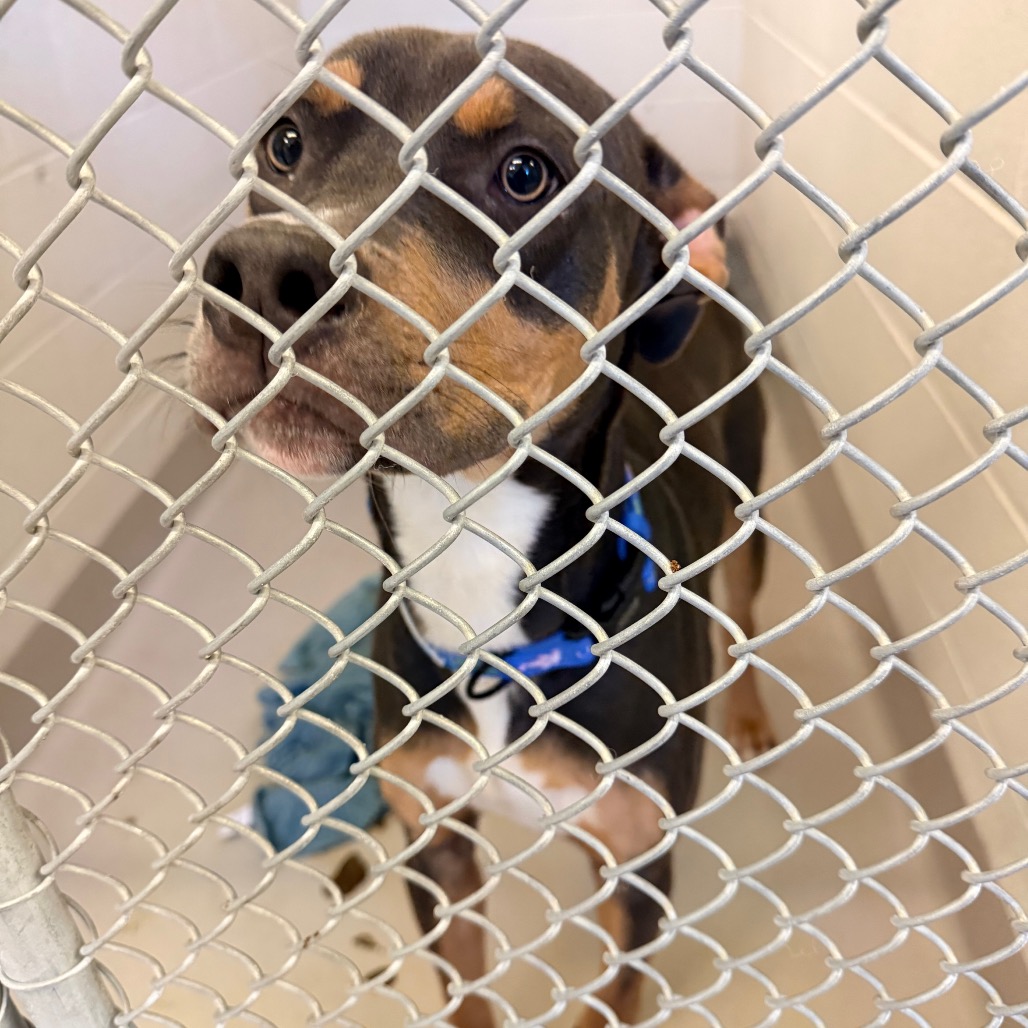 Meeca — thumbnail 2