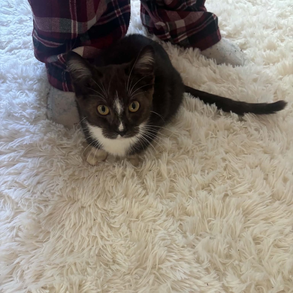 Maggie, available for adoption