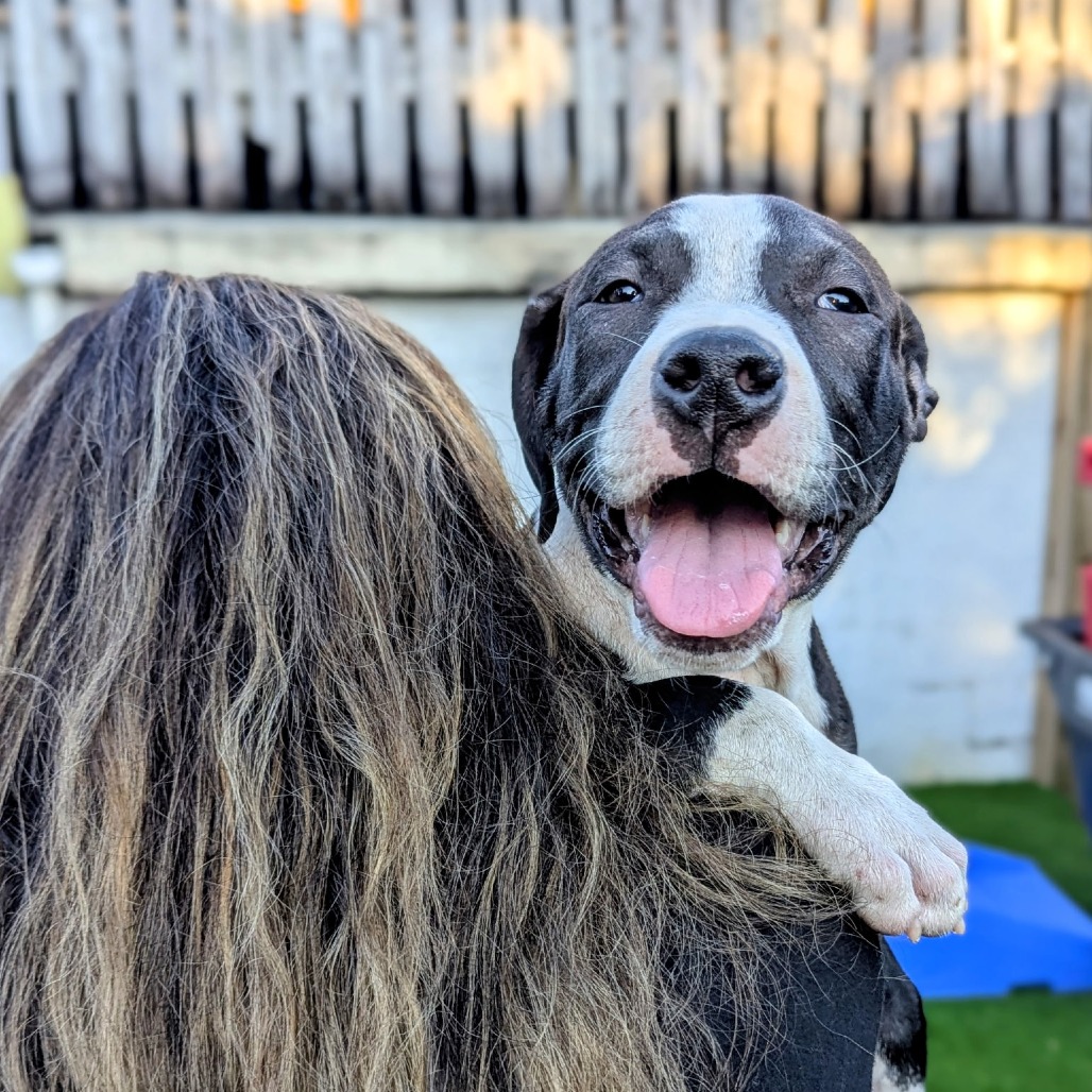 Referee is available for adoption at Renegade Paws Rescue
