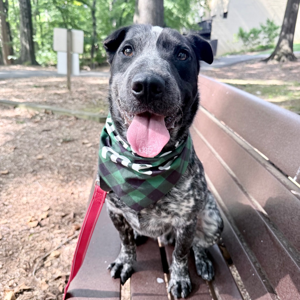 Banjo, photo 3