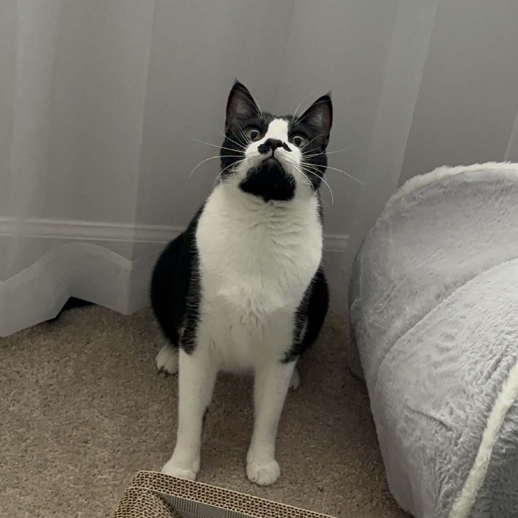 Charlie, photo 16