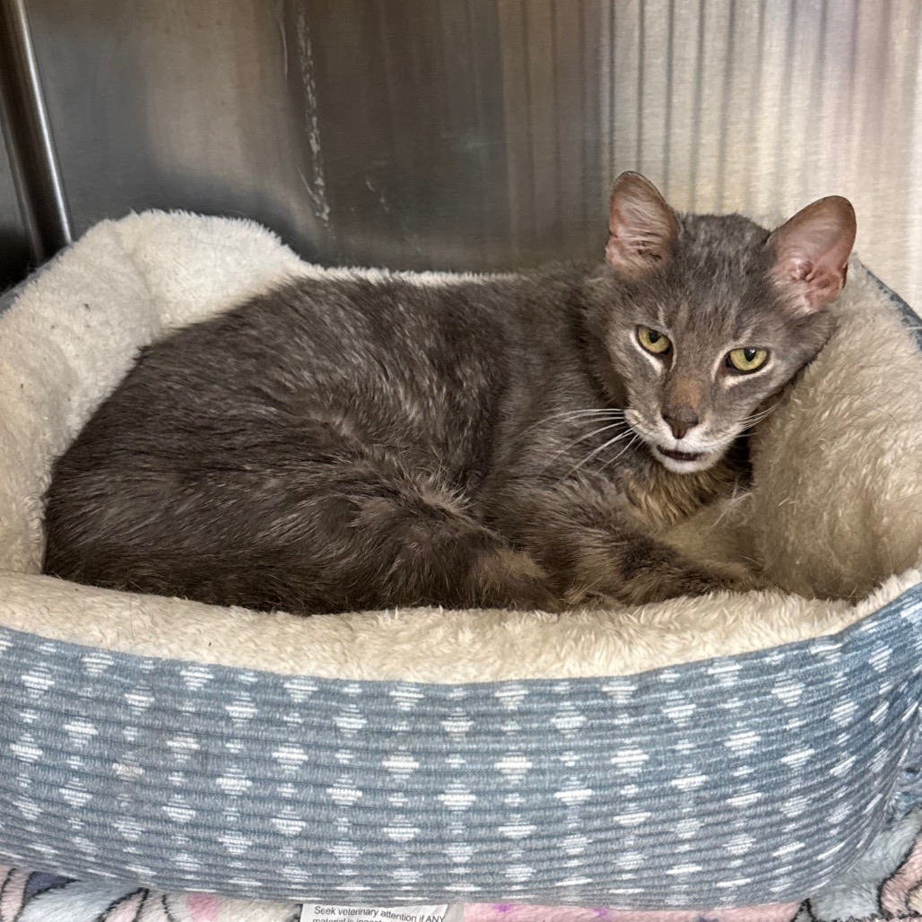 Photo of Oliver 9