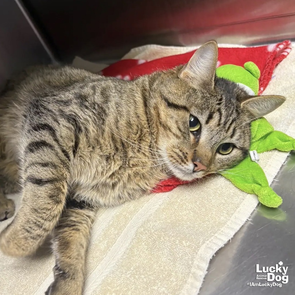 FRED - Domestic Shorthair available for adoption