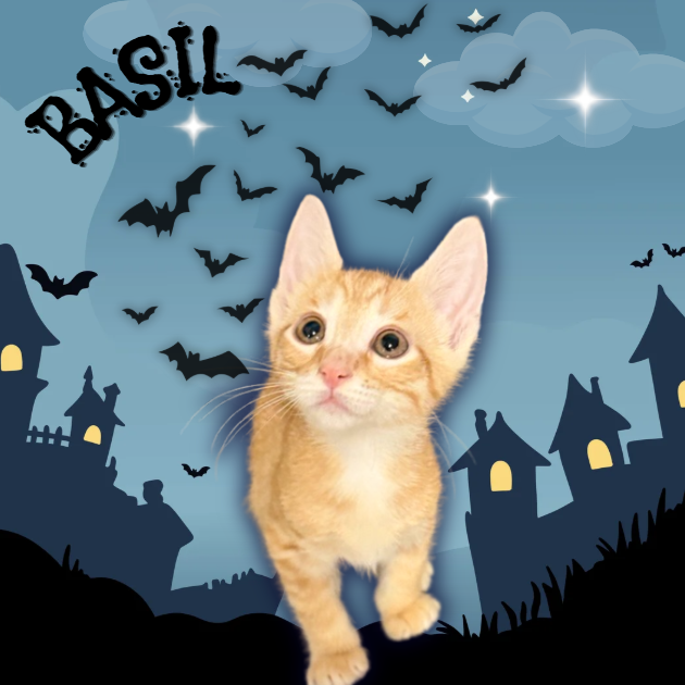 BASIL - Domestic Shorthair available for adoption