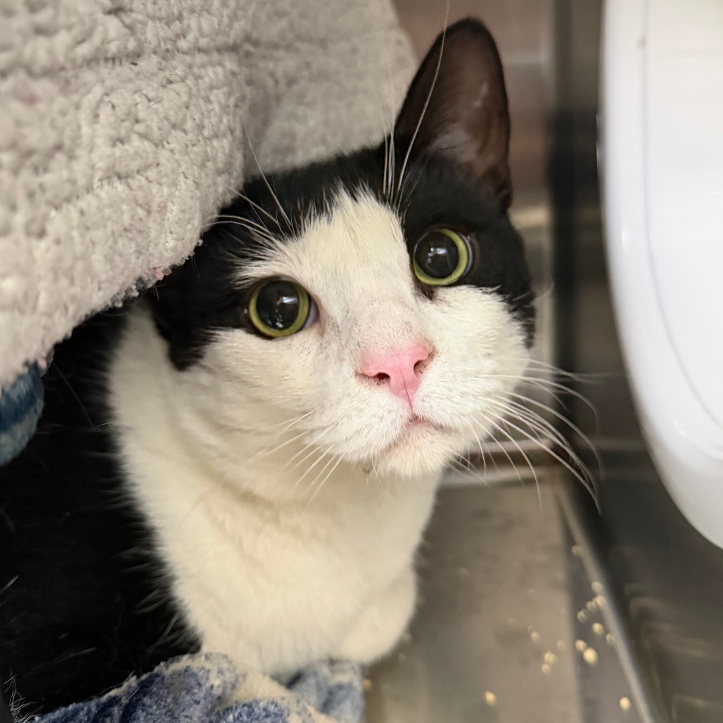 VEE - Domestic Shorthair available for adoption