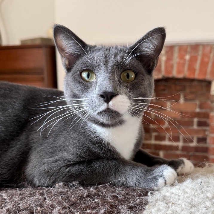 Arthur is available for adoption at Trash Cat Rescue
