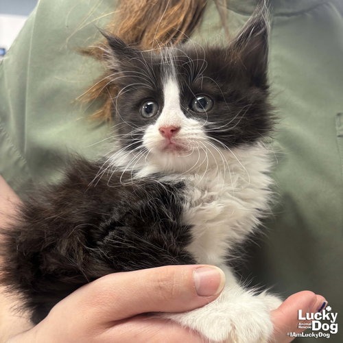MS. HUEY - Domestic Longhair available for adoption