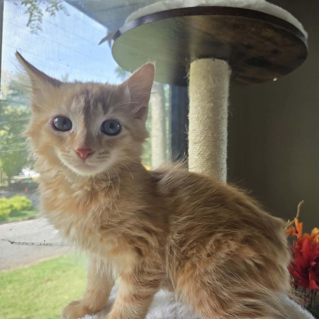 WAFFLE-AT PETSMART MADISON EAST - Domestic Medium Hair available for adoption